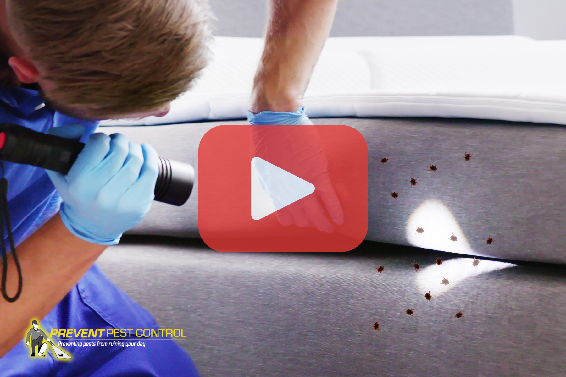 A pest control technician wearing blue gloves is closely inspecting a mattress seam using a flashlight. Several small bed bugs are visible on the fabric near the edge of the mattress, highlighted by the beam of light. The scene emphasizes careful inspection and detection of a bed bug infestation in a bedroom setting. A “Prevent Pest Control” logo appears in the corner, suggesting professional pest inspection services.