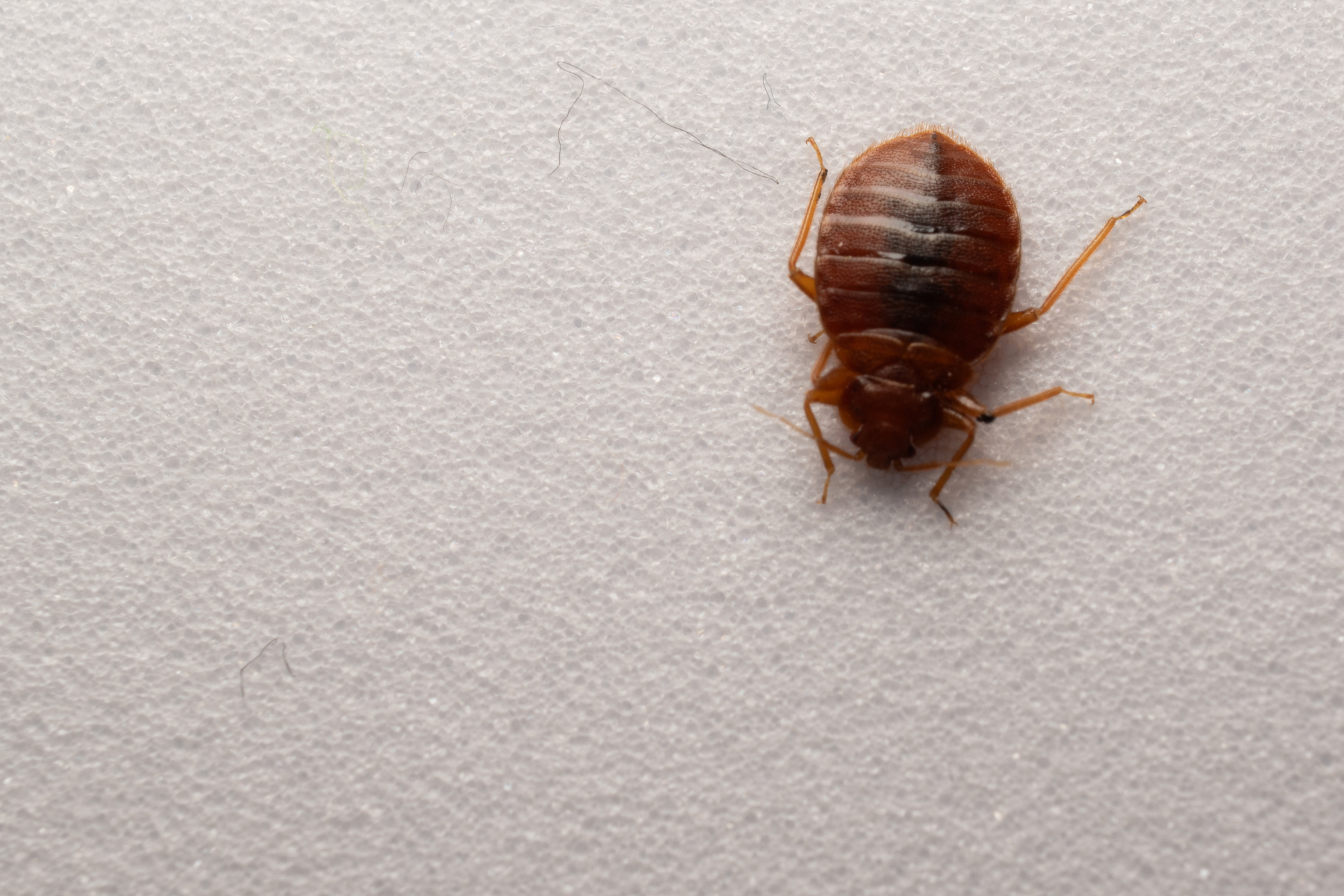 A close-up view of a single bed bug crawling on a light-textured surface, highlighting its oval shape and reddish-brown color.