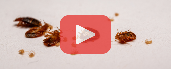 Multiple dead bed bugs and their nymphs scattered on a white surface, accompanied by a translucent red video play button and Prevent Pest Control branding.