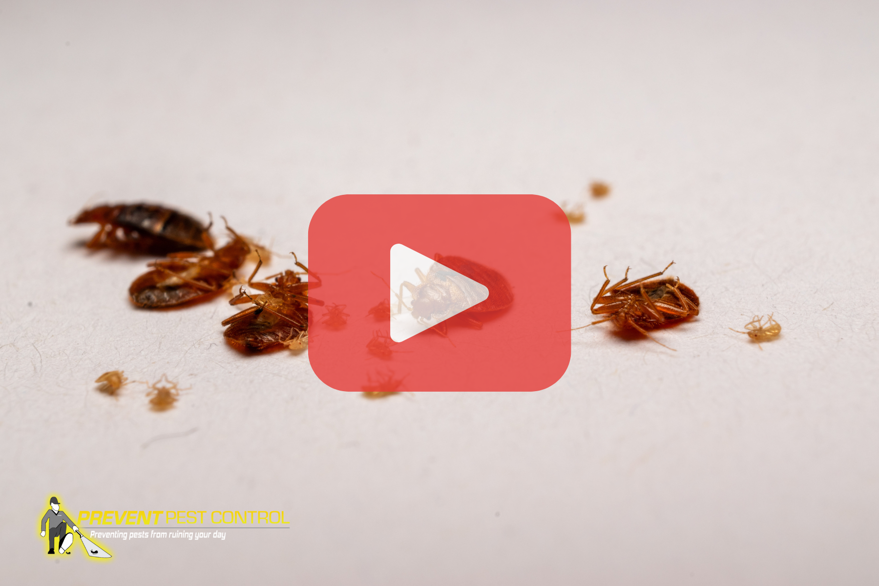 Multiple dead bed bugs and their nymphs scattered on a white surface, accompanied by a translucent red video play button and Prevent Pest Control branding.