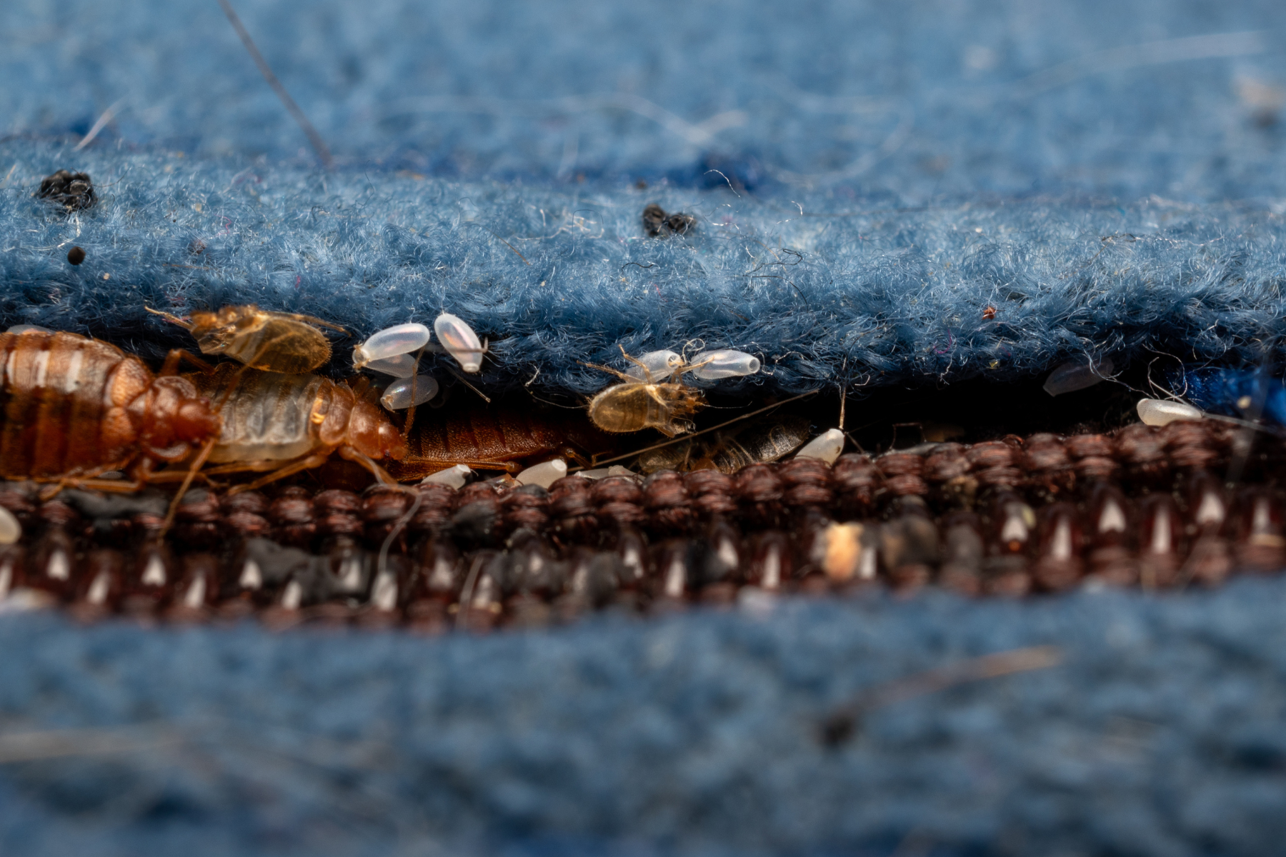 A close-up macro image showing several bed bugs and their translucent eggs clustered deep inside the seam of blue upholstered fabric, highlighting an active infestation hidden within furniture or bedding.