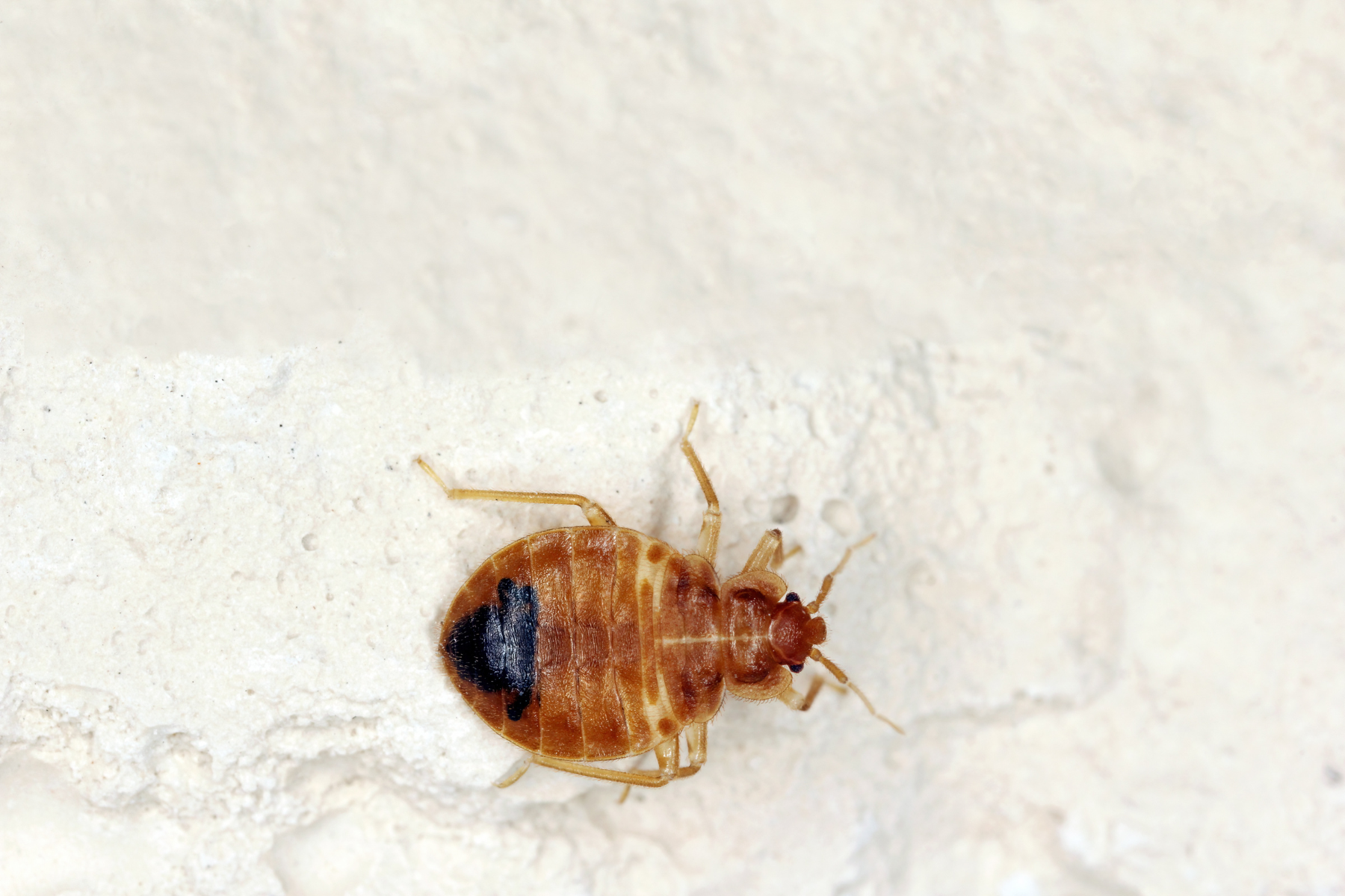 A brown bed bug with dark abdominal markings resting on a light, textured wall surface.