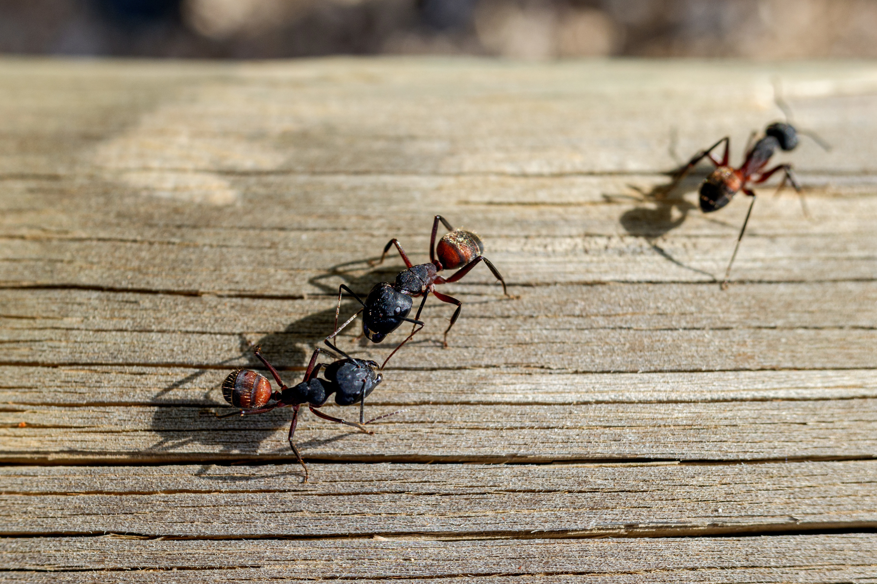 Several large black-and-red carpenter ants crawl across a weathered wooden surface, with sunlight casting sharp shadows that emphasize their segmented bodies and movement patterns.