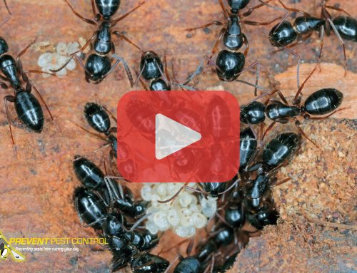 Inspect Your Decks, Porches, and Eaves for Carpenter Ants