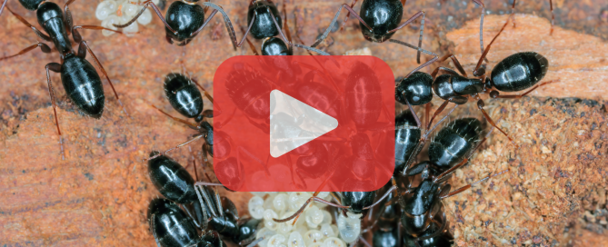 A colony of shiny black carpenter ants surrounding a cluster of white larvae on a wooden surface, overlaid with a video play icon and pest control logo.