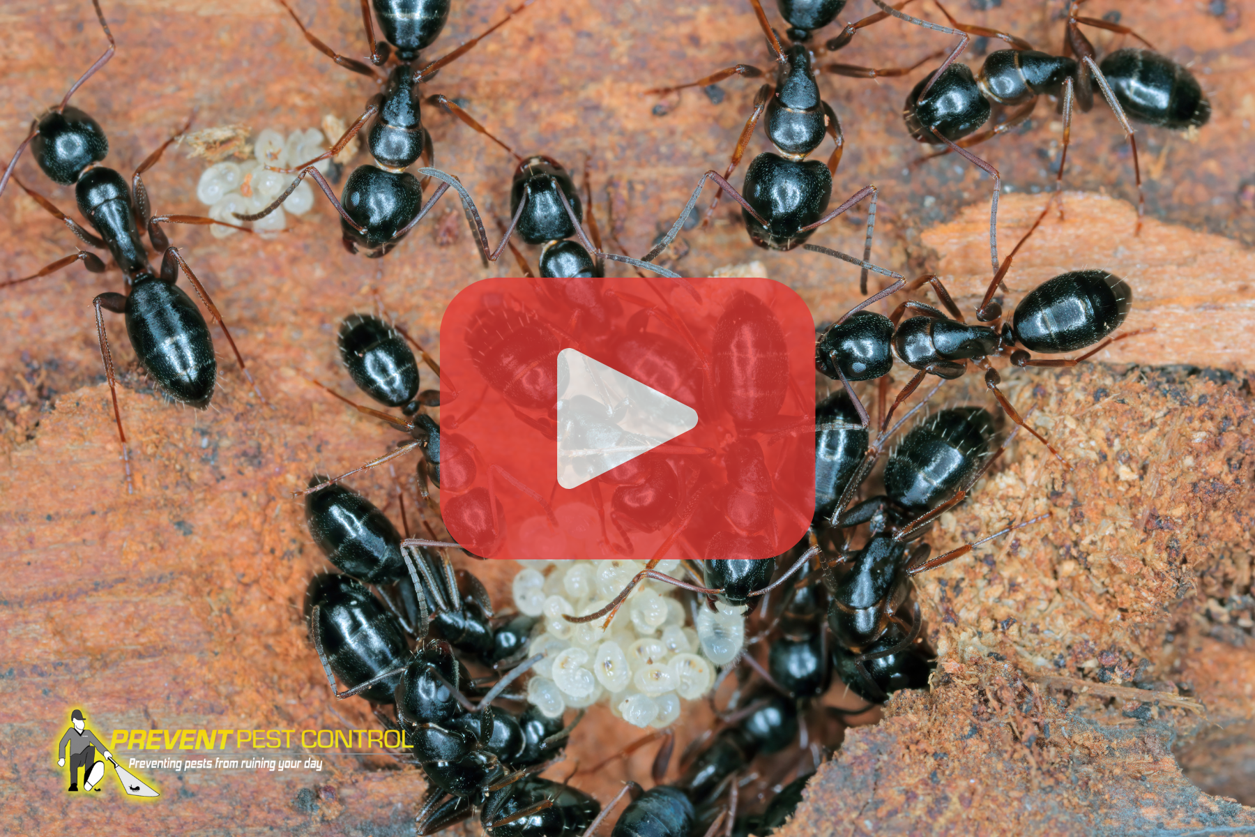 A colony of shiny black carpenter ants surrounding a cluster of white larvae on a wooden surface, overlaid with a video play icon and pest control logo.