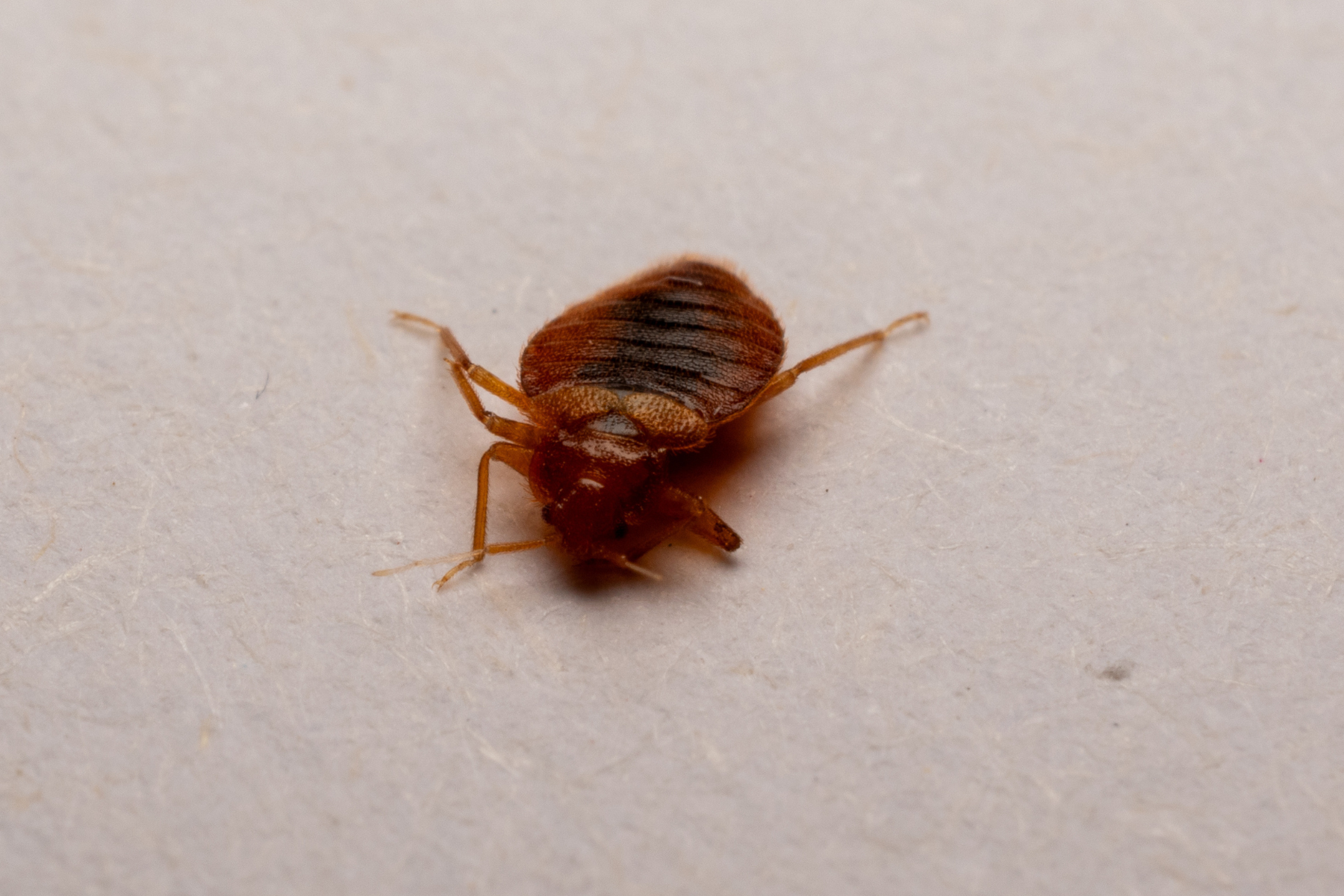 Single bed bug close-up A highly detailed macro photograph of a single adult bed bug on a light surface, showing its flat, oval body, reddish-brown color, and clearly visible legs and antennae,