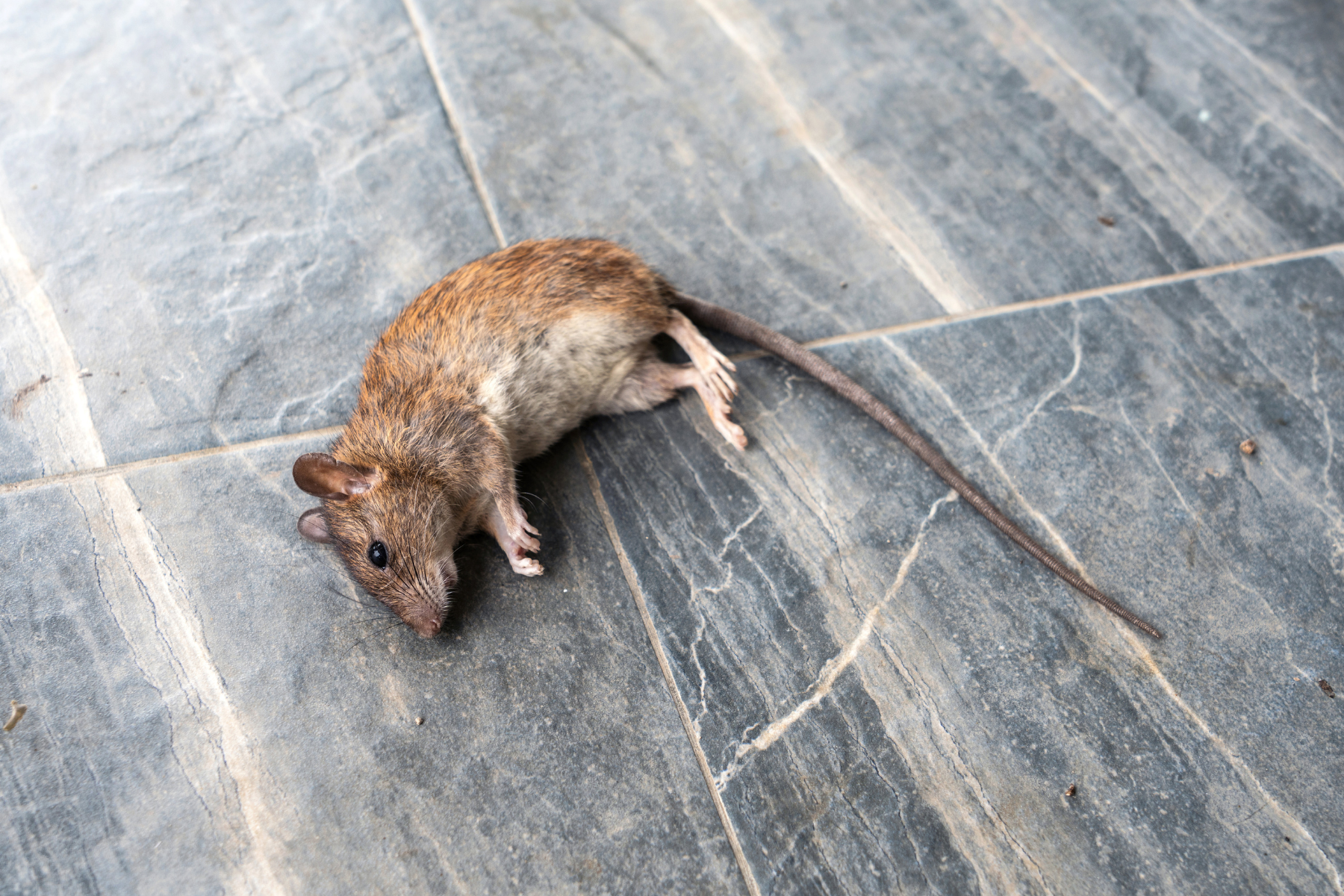 A small brown mouse lies motionless on a gray stone or tile floor, suggesting a rodent problem that has been resolved but still poses sanitation concerns.