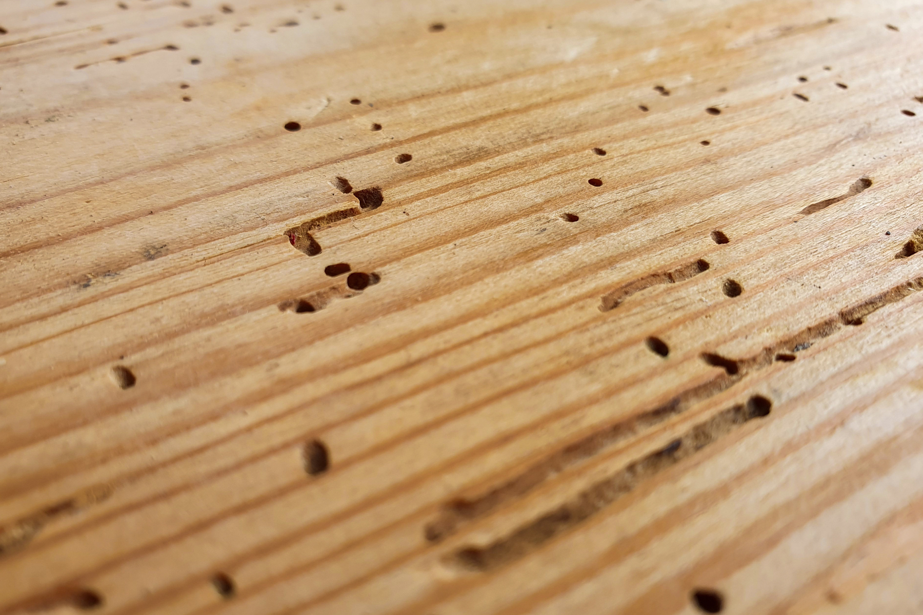 Extensive boreholes and surface damage on a wooden plank, typical of an insect infestation such as termites or wood-boring beetles.