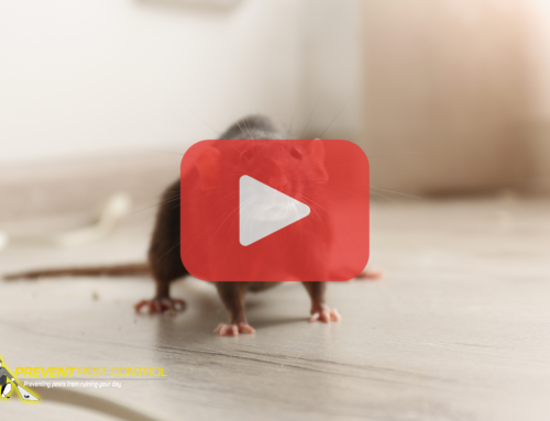 Professional Mice Extermination is Key for Spring Protection