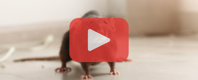 A small mouse stands on an indoor floor, facing the camera with its tail extended behind it; the shallow depth of field draws attention to the animal as an active pest inside a home.