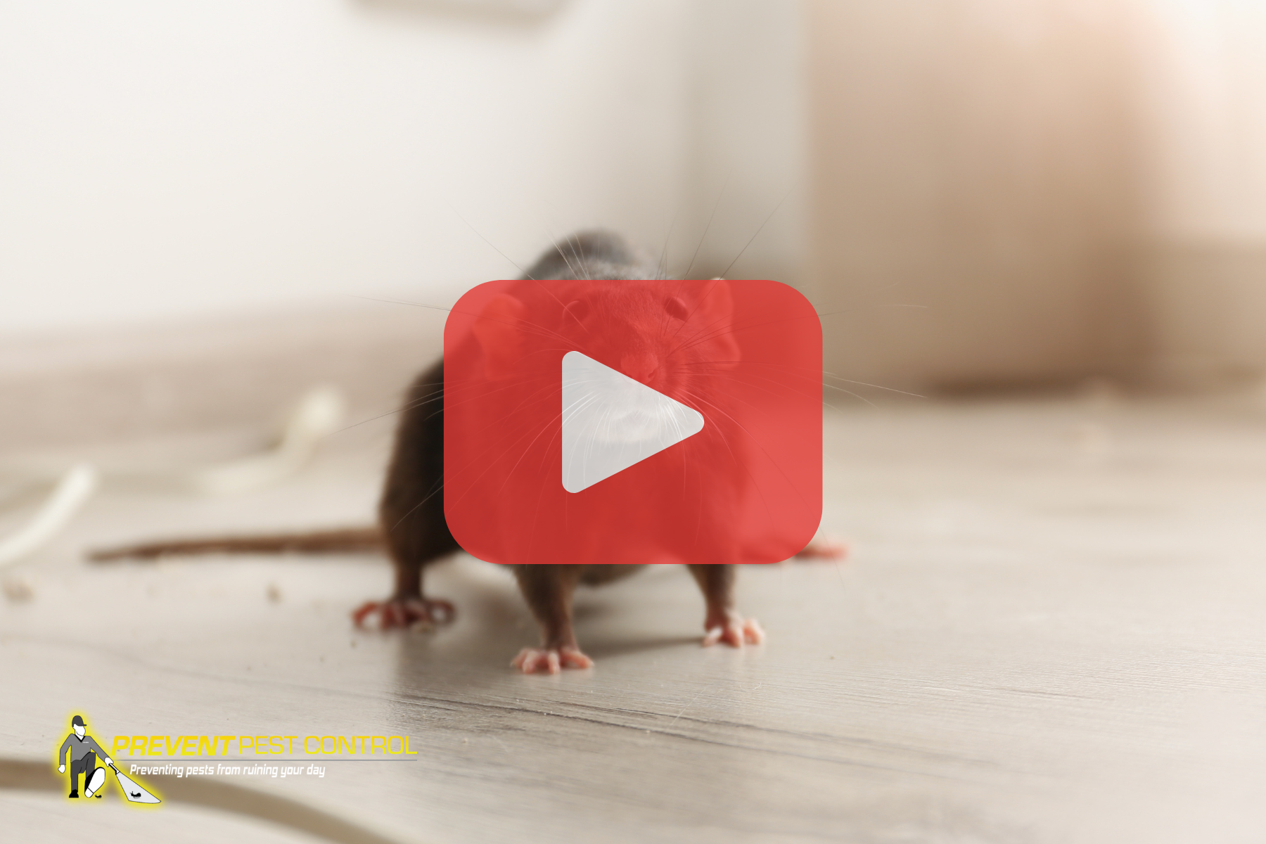 A small mouse stands on an indoor floor, facing the camera with its tail extended behind it; the shallow depth of field draws attention to the animal as an active pest inside a home.