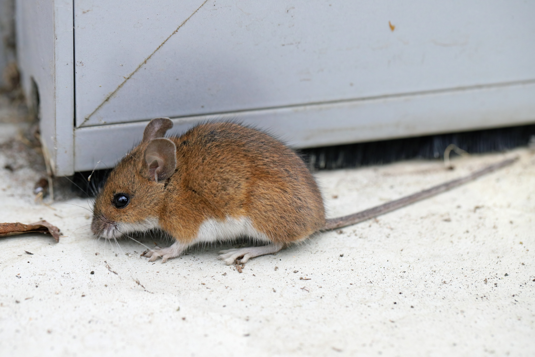 A brown field mouse crouches near the base of a wall or door threshold on a concrete surface, indicating a common entry point for rodents into buildings.