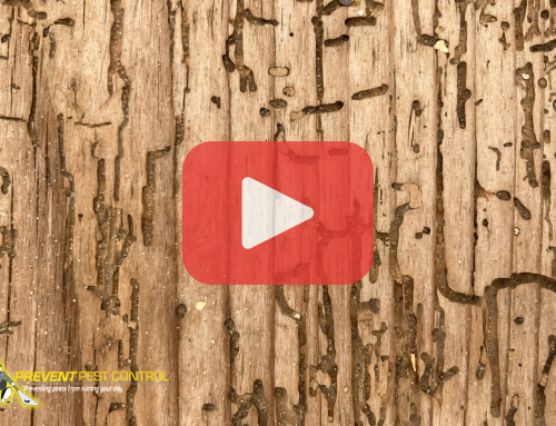 Why Wood-Destroying Insect Inspections Matter Before You Buy