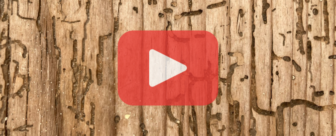 Detailed view of termite galleries etched into a wood surface, featuring Prevent Pest Control branding and a play button indicating video content.