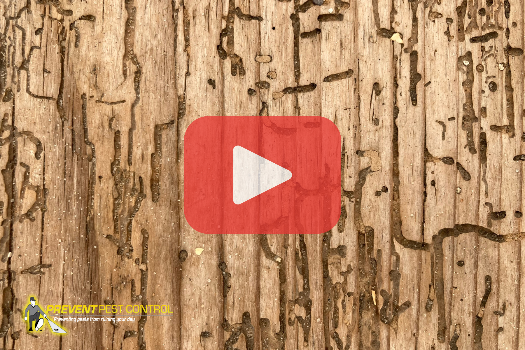 Detailed view of termite galleries etched into a wood surface, featuring Prevent Pest Control branding and a play button indicating video content.