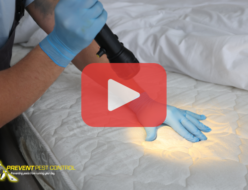 Bed Bug Inspection in Cleveland: What to Expect
