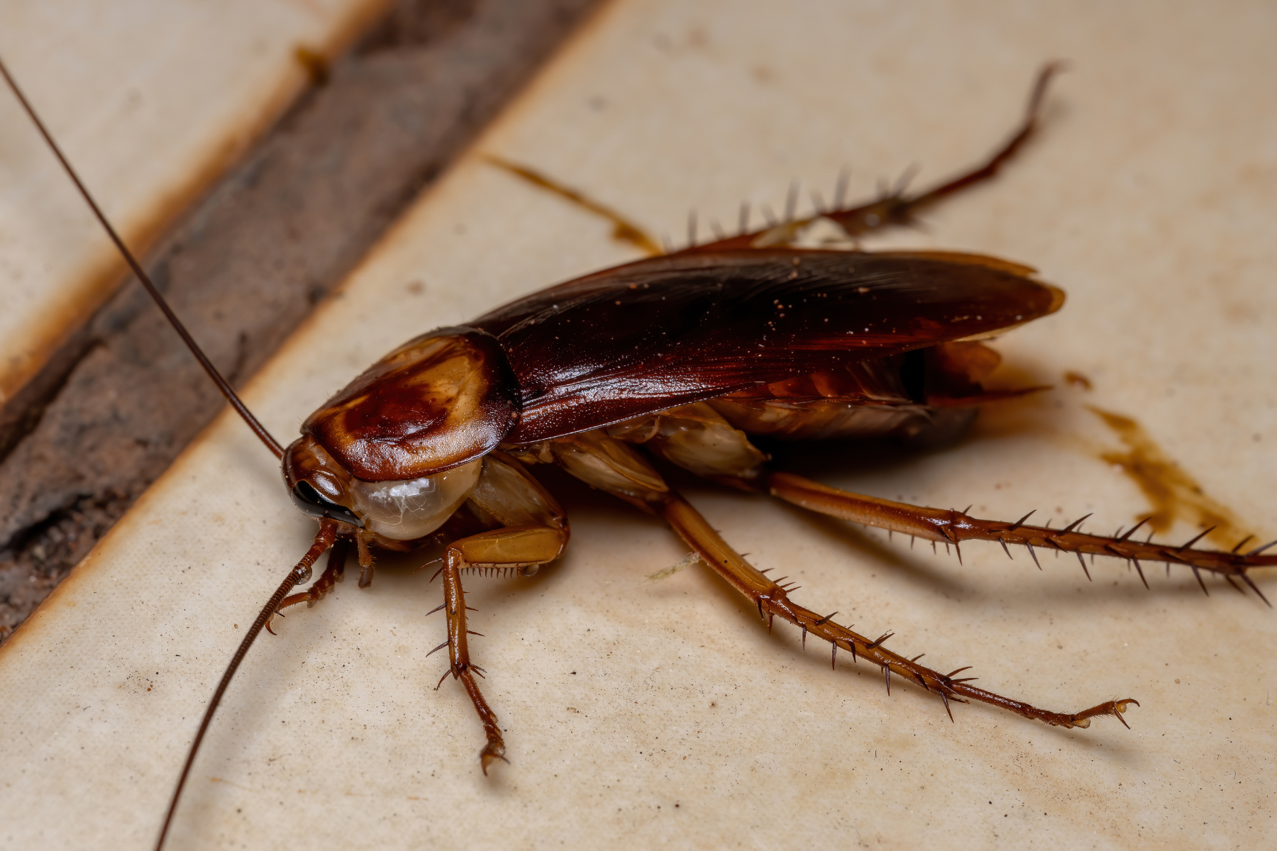 Close up of dead cockroach on floor.