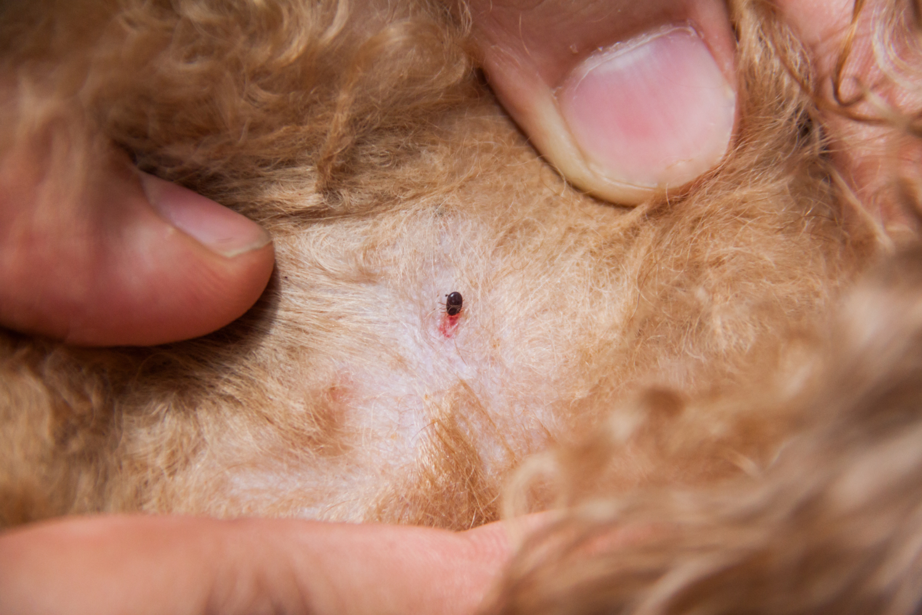 Person holding fur and revealing flea.