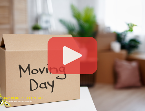 How to Avoid Bed Bugs When Moving to a New Home