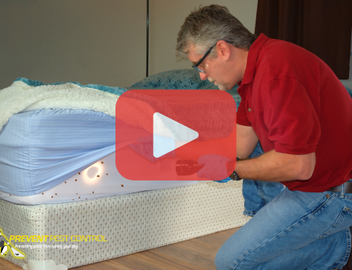 Bed Bugs and Spring Travel: How Infestations Start in May