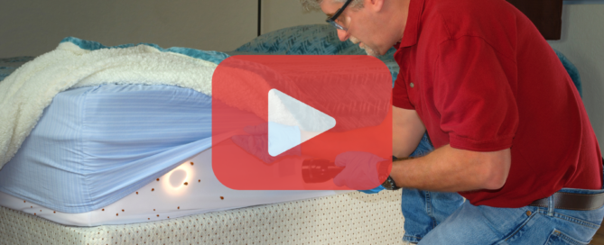 Man kneeling next to bed inspectiong mattress for bed bugs with flashlight. Red play buttom overlay with prevent pest control logo.