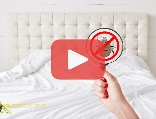 What to Do the First 24 Hours After You Find Bed Bugs