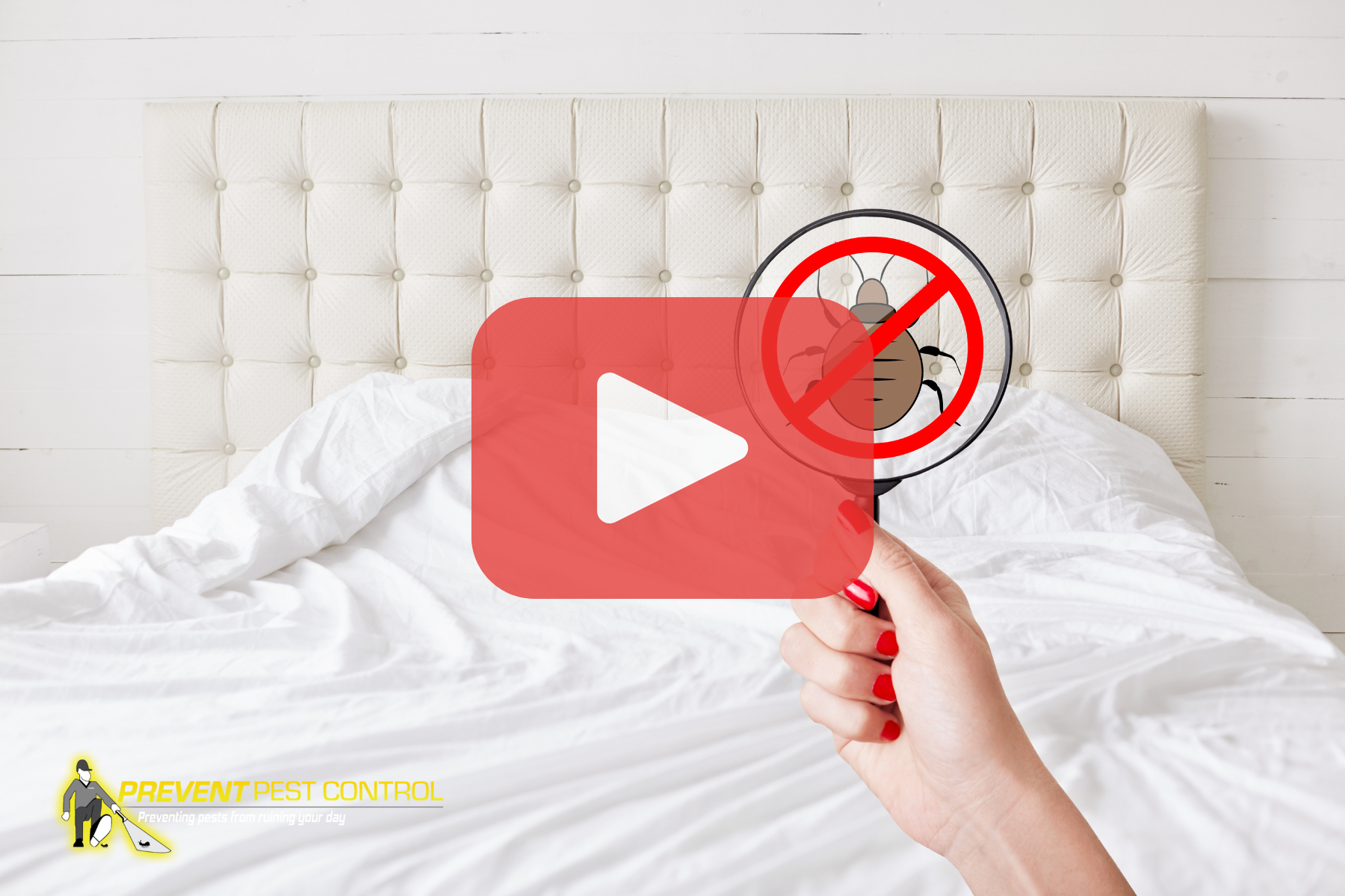 Person holding magnifying glass over bed, looking for bed bugs. Red play buttom overlay with prevent pest control logo.