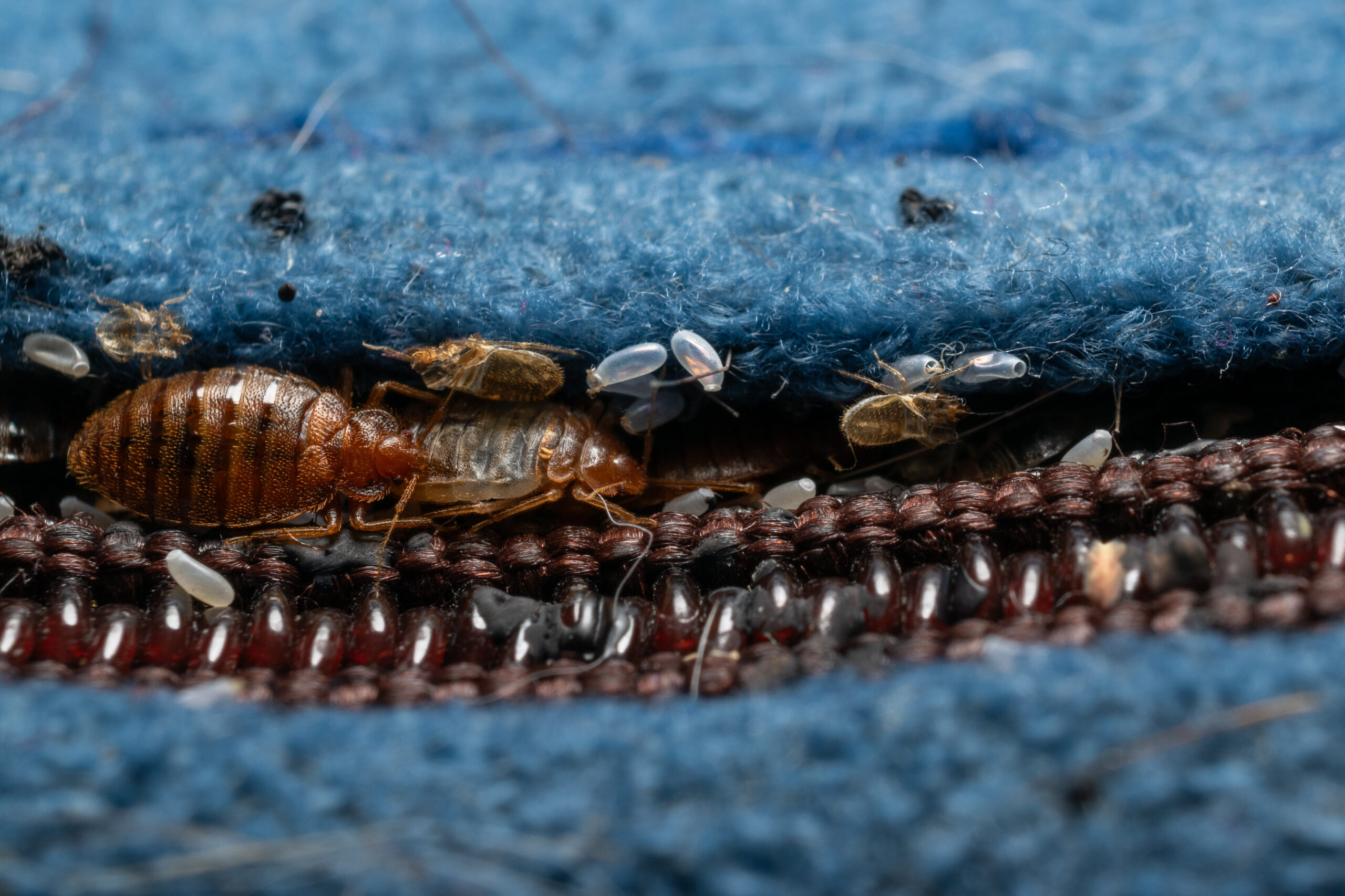 Close-up of bed bugs in matress seam.