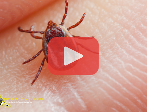 Yard Treatments for Ticks in Ohio: Protect Your Property
