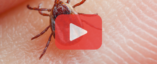 Close-up of tick on finger.