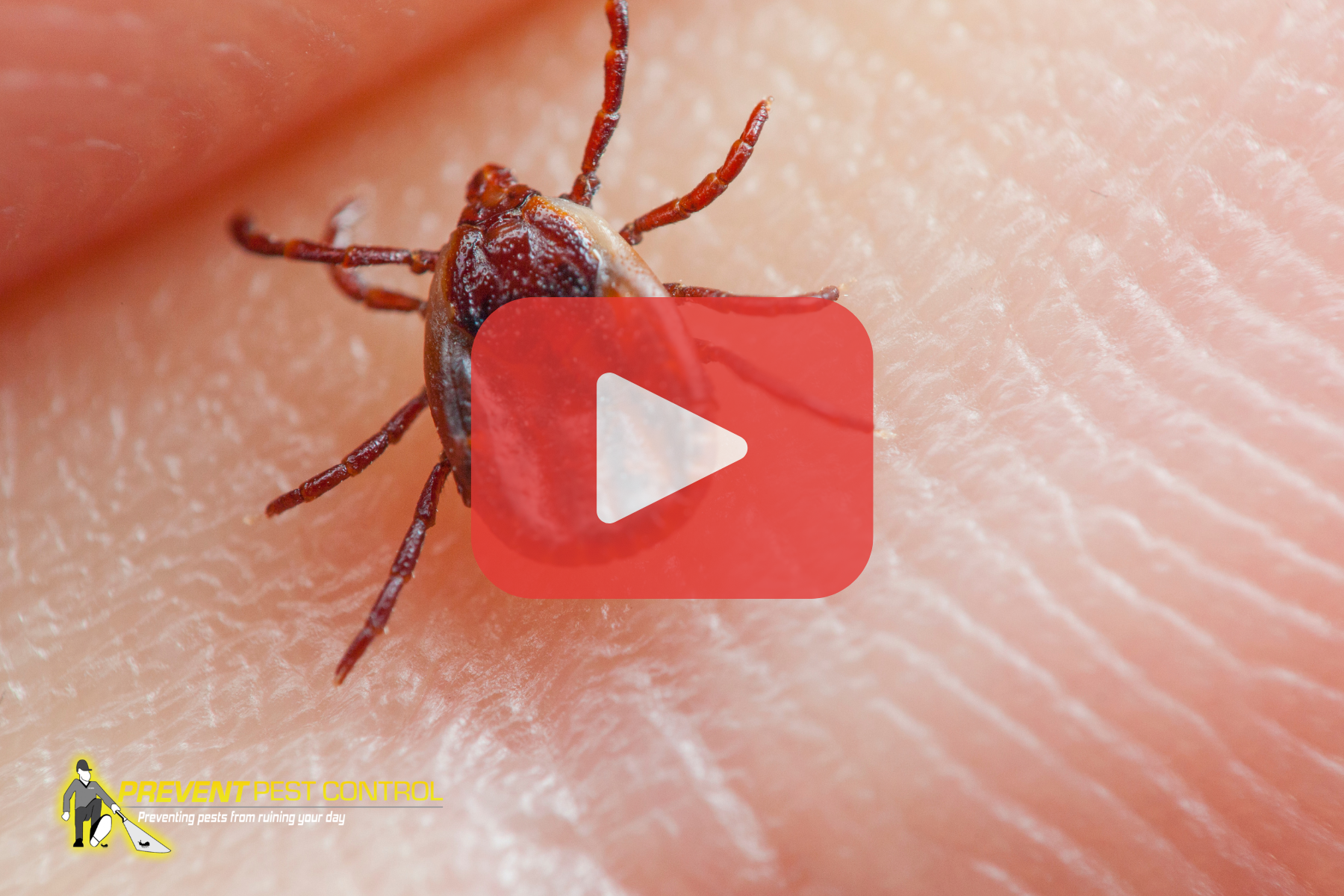 Close-up of tick on finger.
