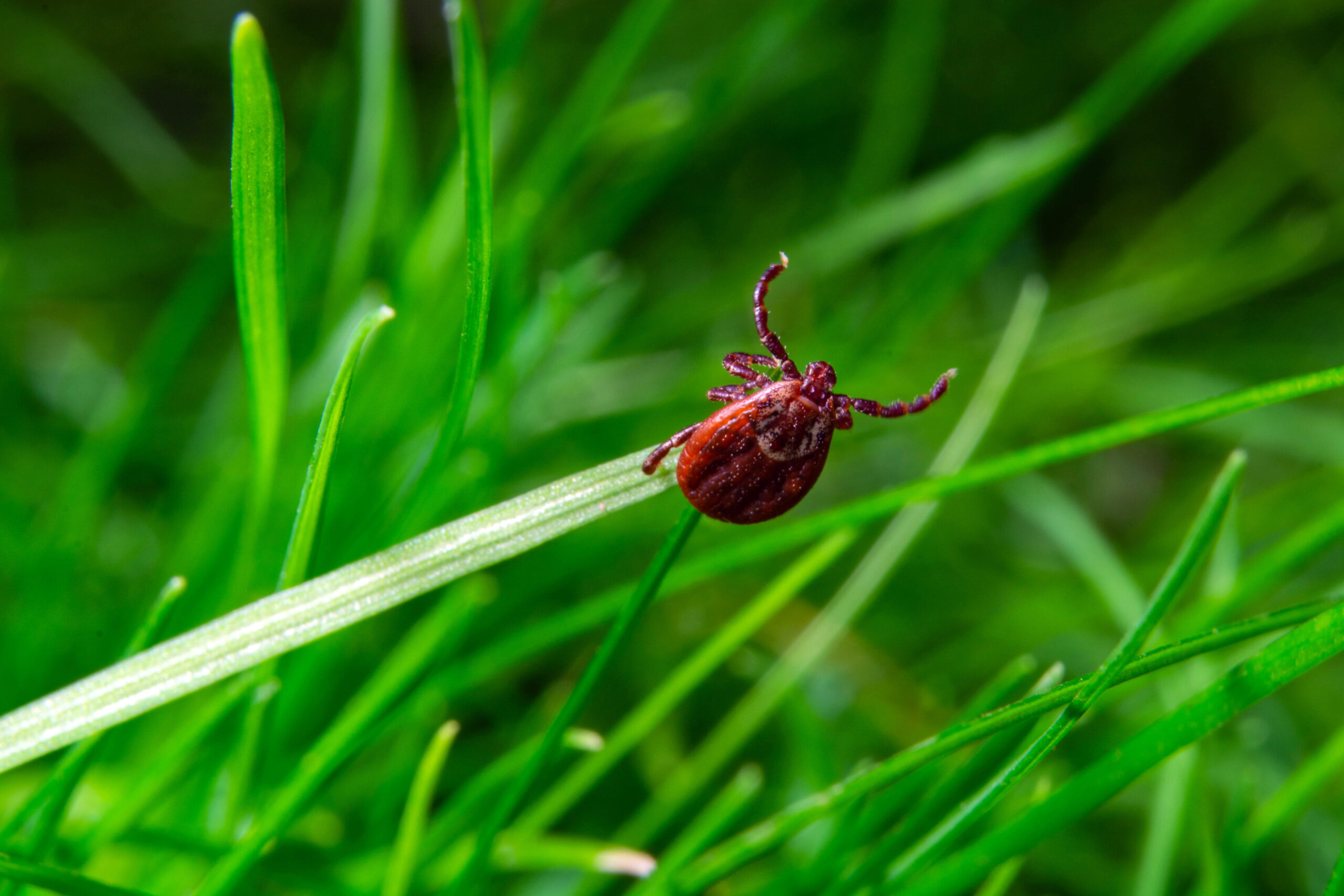 Close up of tick on grass .