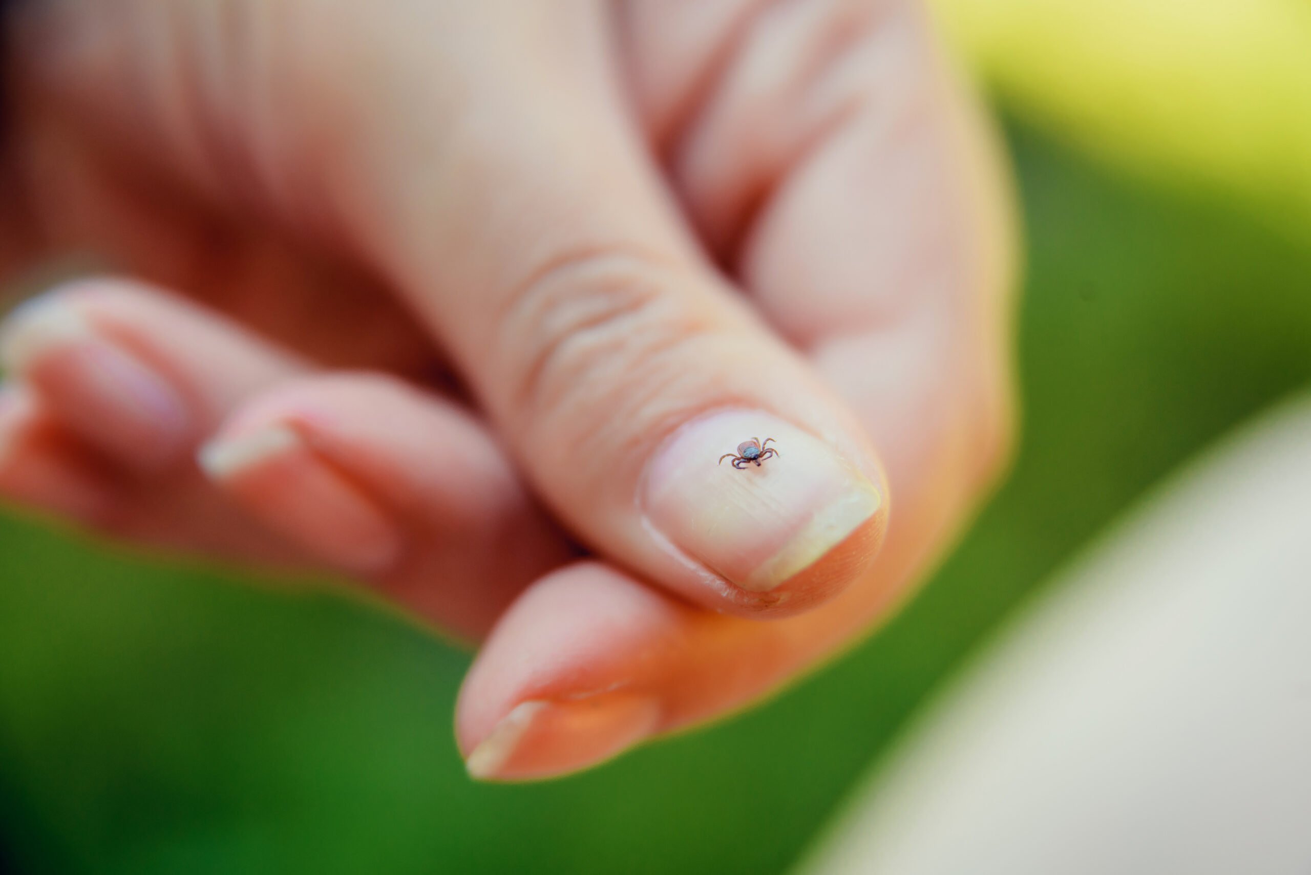 Tick crawling on finger nail.