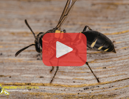 Why Wasps Start Building Nests in May Around Ohio Homes