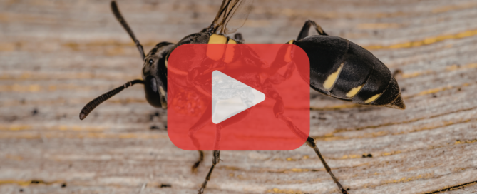 Close-up of wasp on wood, red play button overlay with prevent pest control logo.