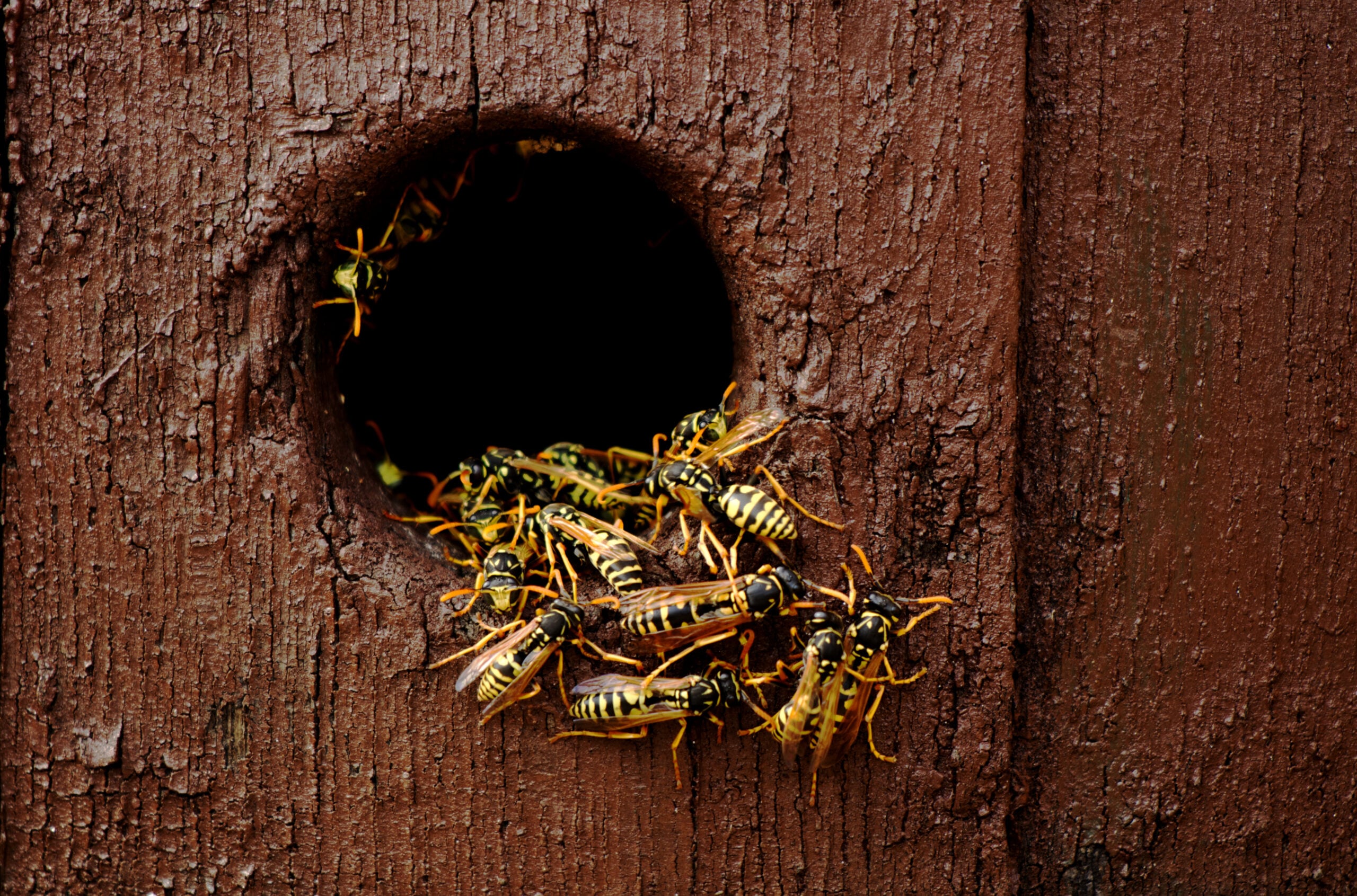 Wasps nest in the wood hole 