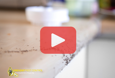 Ants on kitchen counter.