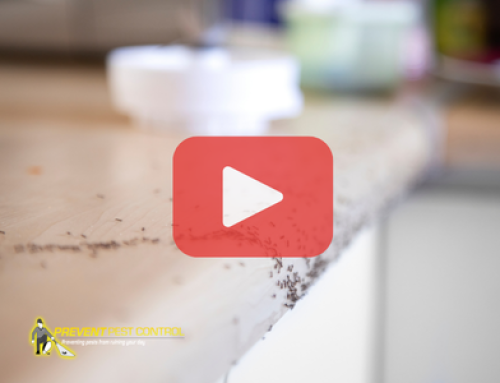 Why Ants Invade Kitchens More Often in Early Summer