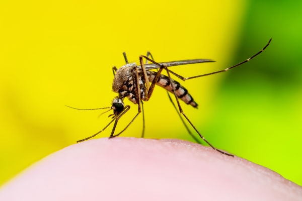 Mosquito sucking blood on knee.