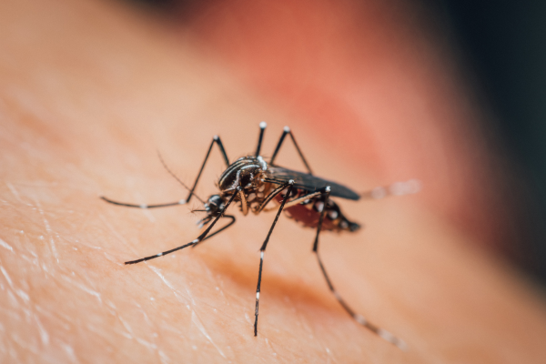 Close up of mosquito.
