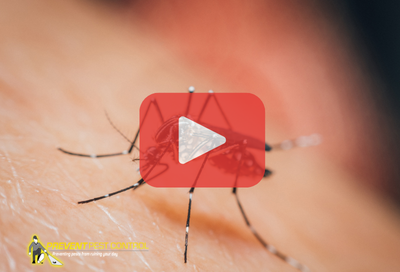 Close up of mosquito. Red play buttom overlay. Prevent Pest Control logo.