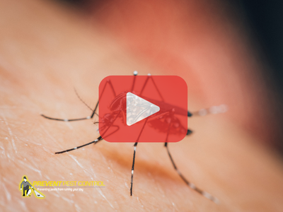 Close up of mosquito. Red play buttom overlay. Prevent Pest Control logo.