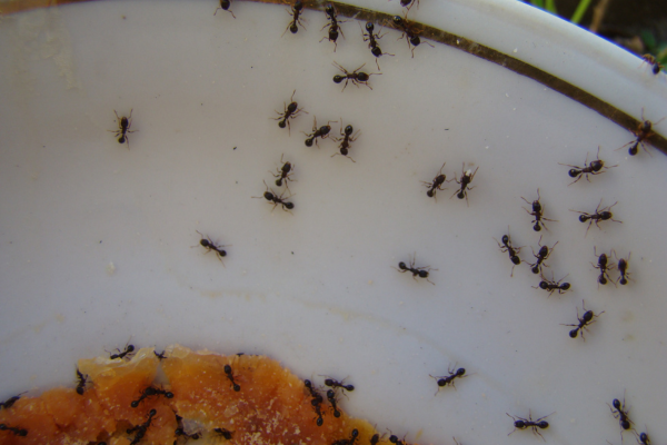 Close up of ants on plate with food.