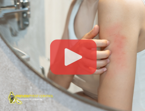 How Bed Bugs Spread During Summer Vacations