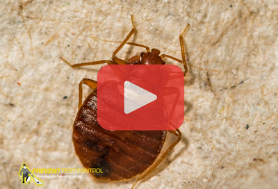 Brown bed bug. Red play buttom overlay and PPC logo.