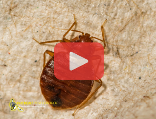 Checklist to Check for Bed Bugs After Vacation