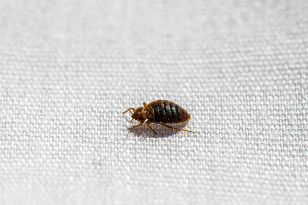 Bed bug, grey background.