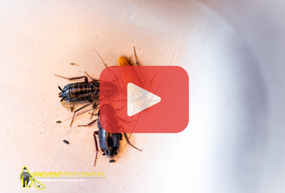 Cockroaches on sink. Red play buttom overlay and PPC logo.