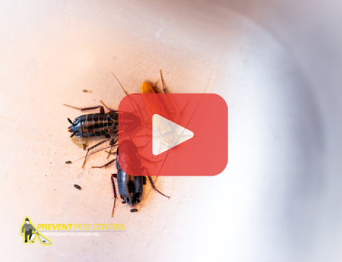 Roaches in Summer: Hot Weather Drives Them Indoors